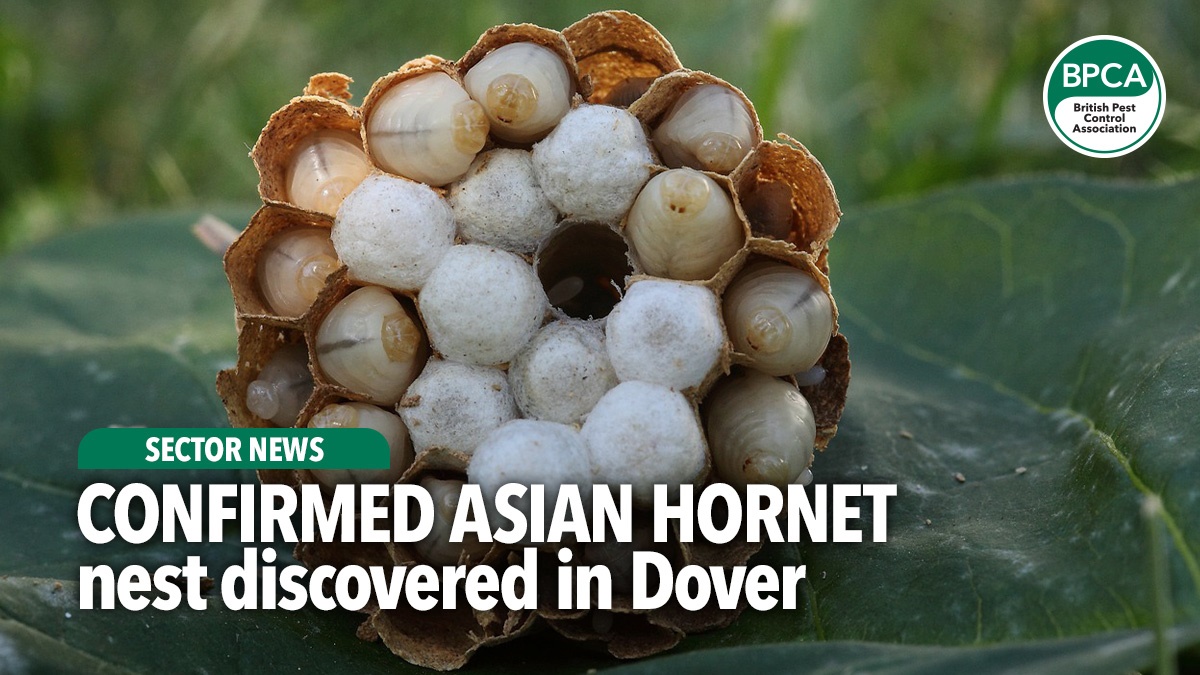confirmed-asian-hornet-sighting-dover confirmed-asian-hornet-sighting-dover